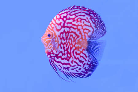 The pompadour in the cabinet on blue background.の写真素材