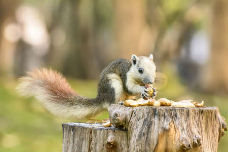 Squirrel eat nut on the stump at park.の写真素材