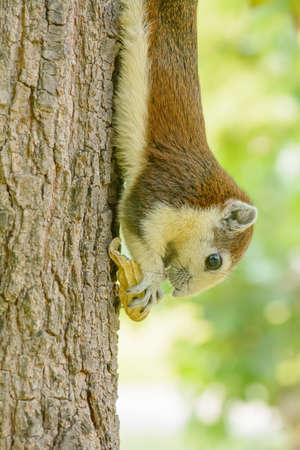 Squirrel eat nut on the tree at park.の写真素材