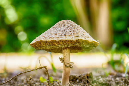 Close up mushroom in garden on nature background.の写真素材