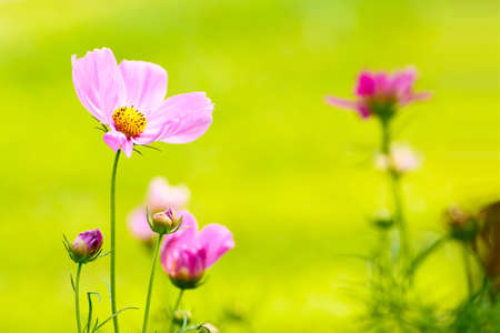 Cosmos is flowering plants in the sunflower family.の写真素材