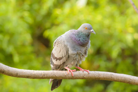 The pigeon on the branch in a nature background.の写真素材