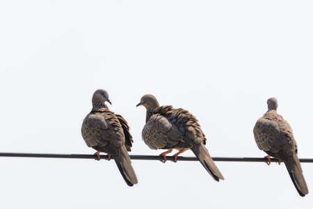 Three pigeons on cables in a white background.の写真素材