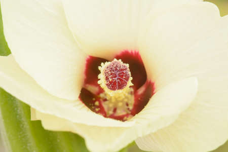 Roselle or Hibiscus sabdariffa is a species of Hibiscus native to West Africa.の写真素材