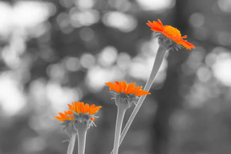 Bright-colored mexican flowers in black and white background.の写真素材
