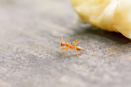 Single red ant alone on the floor.の写真素材