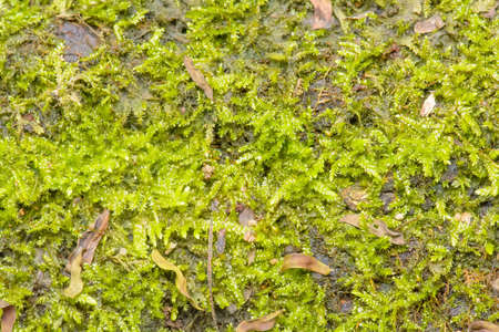 Lichens, fern, moss as a measure of the abundance of the forest.の写真素材