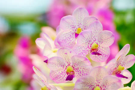 Orchid has several species, bright colors and beautiful.