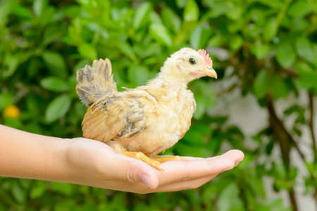 The chicks sit on the palm kid.の写真素材