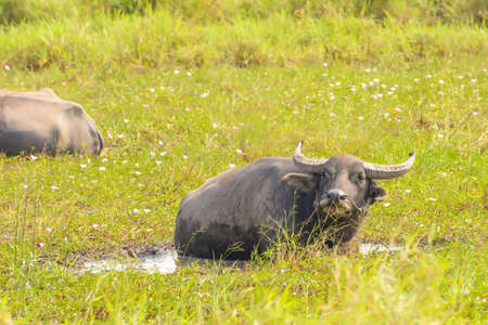 The buffalo dip water in the meadow.