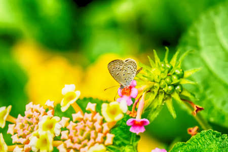 Butterfly is gathered flowers, its makes a refreshing feeling.の写真素材