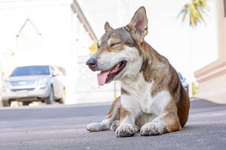 The dog was sleep on the road.の写真素材