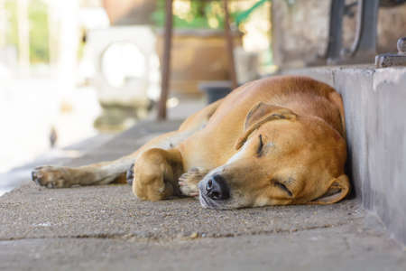 The dog was sleeping in the daytime.の写真素材