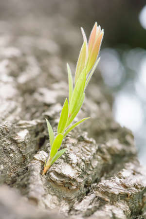 Sapling of the tree in the middle of the tree.