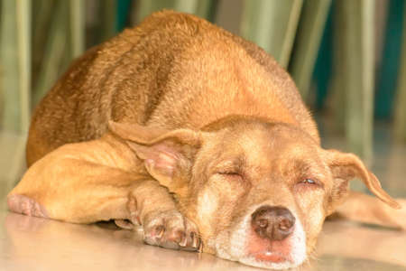 The dog was sleeping in the daytime.