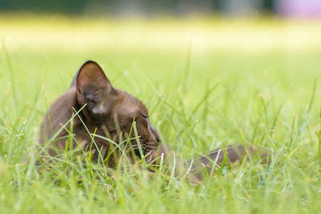The brown cat sleeping on the grass.の写真素材