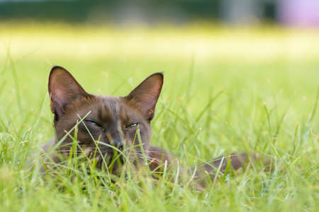The brown cat sleeping on the grass.の写真素材