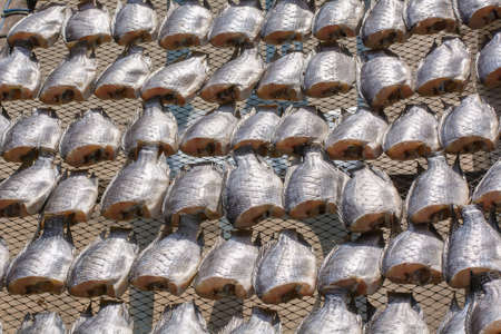 The oreochromis niloticus on net for sale.