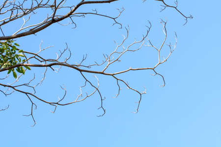 The tree branch in the sky background.の写真素材