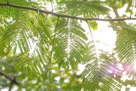 The green tree leaf in the sky background.の写真素材