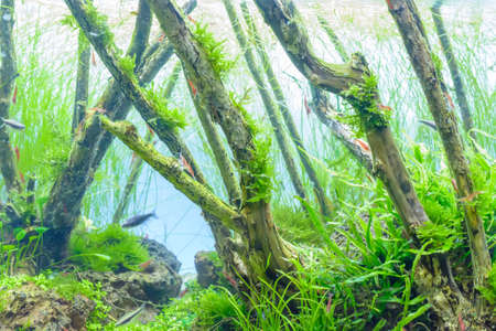 The water plant or aquatic plant or aquatic weed.の写真素材