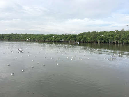 Seagulls floating on the shore and some were flying. Seagulls migrated to Thailand in the winter.の写真素材
