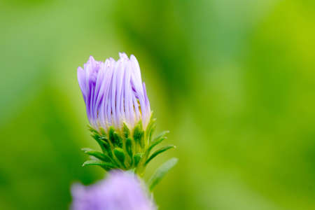 The flowers are beautiful and refreshing. Its beautifulの写真素材