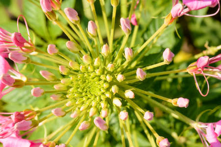 The flowers are beautiful and refreshing. Its beautifulの写真素材