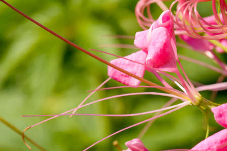 The flowers are beautiful and refreshing. Its beautifulの写真素材