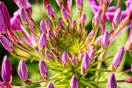 The flowers are beautiful and refreshing. Its beautifulの写真素材