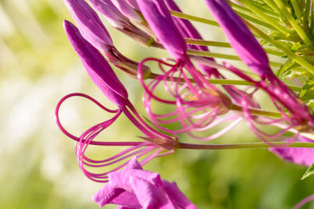 The flowers are beautiful and refreshing. Its beautifulの写真素材