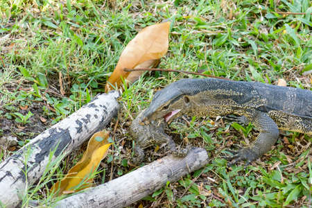 Varanus salvator eating frog in the park.の写真素材