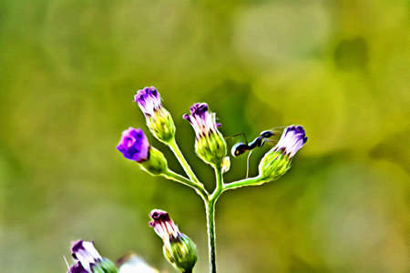 The watercolor poaceae or gramineae and black ant.の写真素材
