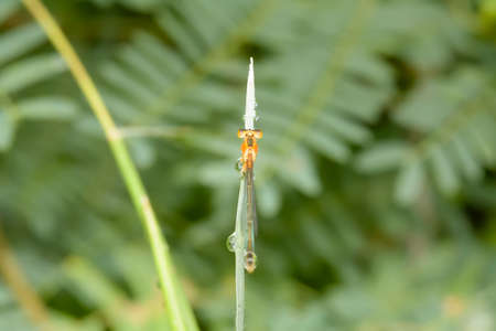 The dragonfly island on top of the grass on a nature background.