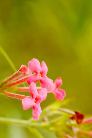 The flowers are beautiful and refreshing. Its beautifulの写真素材