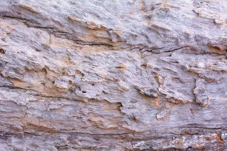 The tree trunk. It is a wood texture.の写真素材