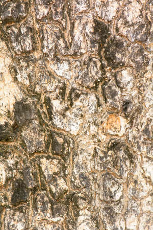 The tree trunk. It is a wood texture.の写真素材