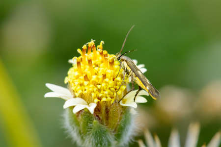 Insects on flower on a nature background.の写真素材