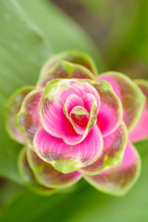 The siam tulip on a nature background. Bloom during the rainy season.の写真素材