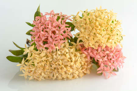 Ixora on a white background. It is a genus of flowering plants in the Rubiaceae family.の写真素材