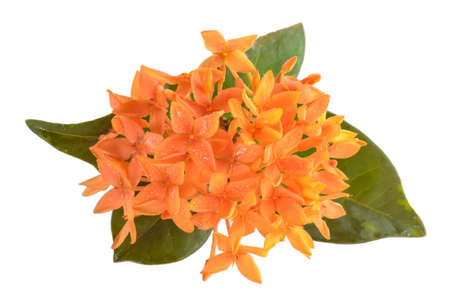Ixora on a white background. It is a genus of flowering plants in the Rubiaceae family.の写真素材