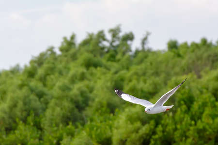 The seagulls flying. Seagulls migrated to Thailand in the winter.の写真素材