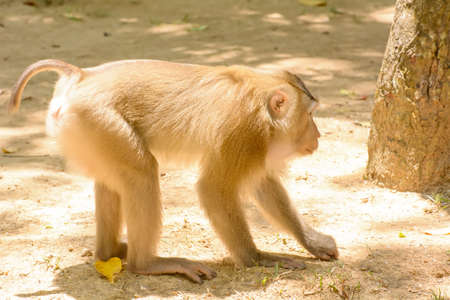The monkey eat rice seeds on the ground.