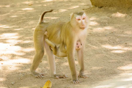 The monkey holding the baby monkey on the ground.