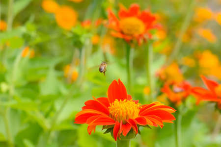Bees are flying, eat pollen from a mexican sunflower.の写真素材