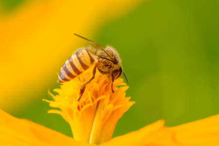 Bee eating pollen from flower on a nature background.