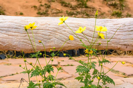 The flowers are beautiful and refreshing. Its beautifulの写真素材