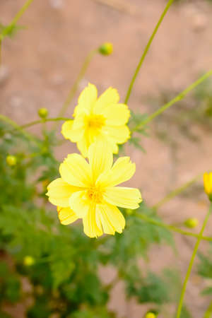 The flowers are beautiful and refreshing. Its beautiful