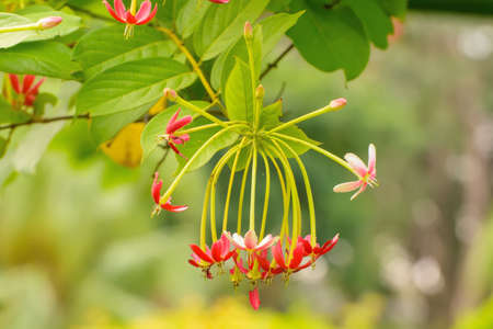 The flowers are beautiful and refreshing. Its beautiful