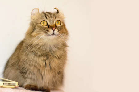 The cats are cute animals. It's tame.の写真素材